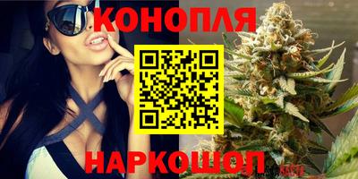 шишки Аргун